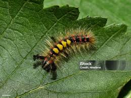 Attēlu rezultāti vaicājumam “Orgyia antiqua”