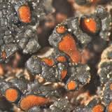 Attēlu rezultāti vaicājumam “Caloplaca scopularis”