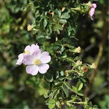 Image result for Rosa canina