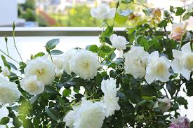 「アイスバーグ」の画像検索結果