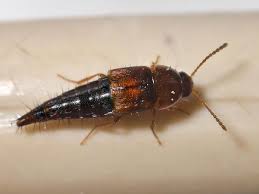 Attēlu rezultāti vaicājumam “Tachyporus sp.”