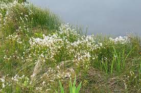Attēlu rezultāti vaicājumam “Trichophorum alpinum fruit”