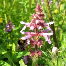 Attēlu rezultāti vaicājumam “Stachys palustris bud”