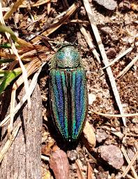 Attēlu rezultāti vaicājumam “Buprestidae”