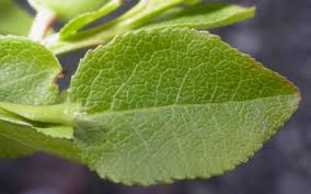 Attēlu rezultāti vaicājumam “Vaccinium myrtillus leaf”