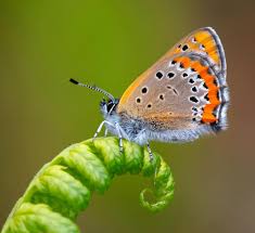 Attēlu rezultāti vaicājumam “Coenonympha hero underside”