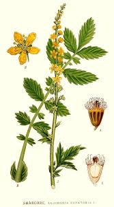 Image result for Agrimonia eupatoria