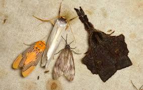 Attēlu rezultāti vaicājumam “Lymantriidae”