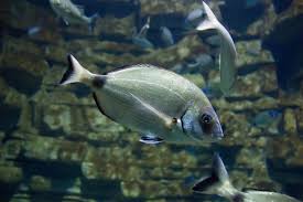 Image result for Diplodus ascensionis