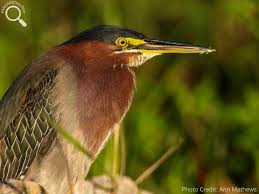 Image result for Butorides virescens