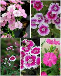 Attēlu rezultāti vaicājumam “Caryophyllaceae”