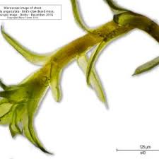 Attēlu rezultāti vaicājumam “Barbula unguiculata”