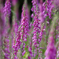 Image result for Fingerhut rot