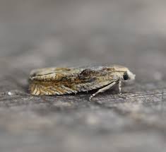 Attēlu rezultāti vaicājumam “Eucosma aspidiscana”