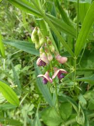 Attēlu rezultāti vaicājumam “Lathyrus sylvestris leaf”