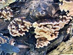 Attēlu rezultāti vaicājumam “Postia fragilis”