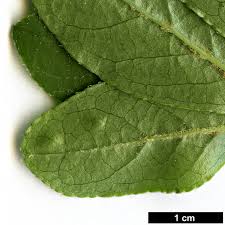 Attēlu rezultāti vaicājumam “Enkianthus chinensis leaf”