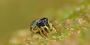 Attēlu rezultāti vaicājumam “Heliophanus sp.”