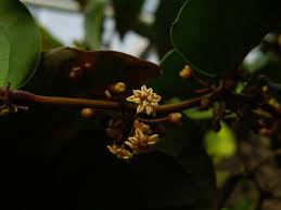 Attēlu rezultāti vaicājumam “Trichia ambigua stalked”