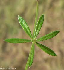 Attēlu rezultāti vaicājumam “Galium uliginosum”
