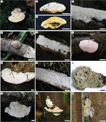Attēlu rezultāti vaicājumam “Postia undosa”