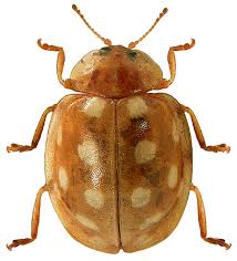 Attēlu rezultāti vaicājumam “Halyzia sedecimguttata”