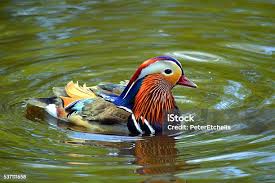 Attēlu rezultāti vaicājumam “Aix galericulata male”