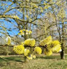 Attēlu rezultāti vaicājumam “Salix daphnoides”