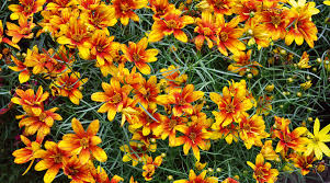 Image result for Coreopsis