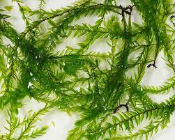 Attēlu rezultāti vaicājumam “Fontinalis antipyretica subsp. gracilis”