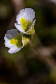 Attēlu rezultāti vaicājumam “Pinguicula alpina”