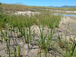 Attēlu rezultāti vaicājumam “Bolboschoenus maritimus”