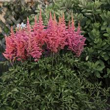 Image result for Astilbe