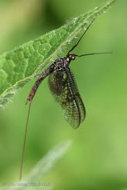 Attēlu rezultāti vaicājumam “Ephemera vulgata”