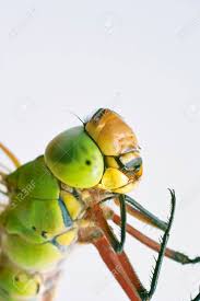 Attēlu rezultāti vaicājumam “Anax parthenope”