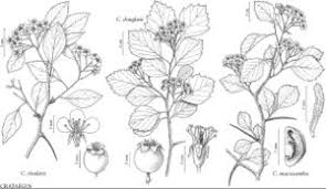 Attēlu rezultāti vaicājumam “Crataegus macracantha flower”