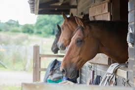 Image result for Cranleigh School Stables