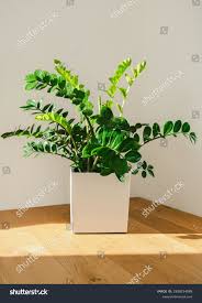 Image result for zamiokulkas