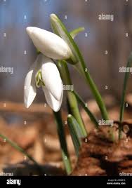 Attēlu rezultāti vaicājumam “Galanthus nivalis bud”