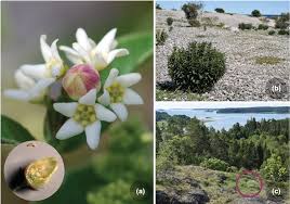 Attēlu rezultāti vaicājumam “Vincetoxicum hirundinaria fruit”