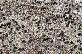 Attēlu rezultāti vaicājumam “Megalaria grossa”