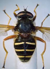 Attēlu rezultāti vaicājumam “Sericomyia lappona”