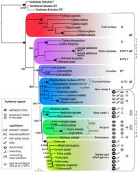 Attēlu rezultāti vaicājumam “Trichiaceae, Hemitrichiaceae, Arcyriaceae”