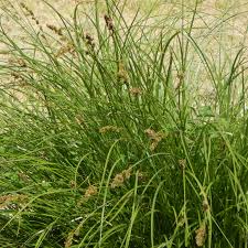 Attēlu rezultāti vaicājumam “Carex paniculata”