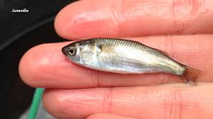 Image result for Mugil cephalus