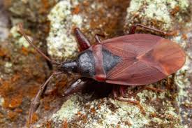 Attēlu rezultāti vaicājumam “Gastrodes grossipes”