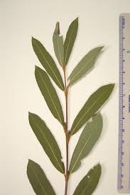 Attēlu rezultāti vaicājumam “Salix purpurea”