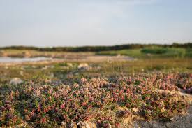 Attēlu rezultāti vaicājumam “Glaux maritima flower”