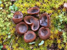 Attēlu rezultāti vaicājumam “Humaria hemisphaerica”