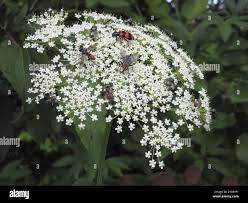 Attēlu rezultāti vaicājumam “Libanotis montana leaf”